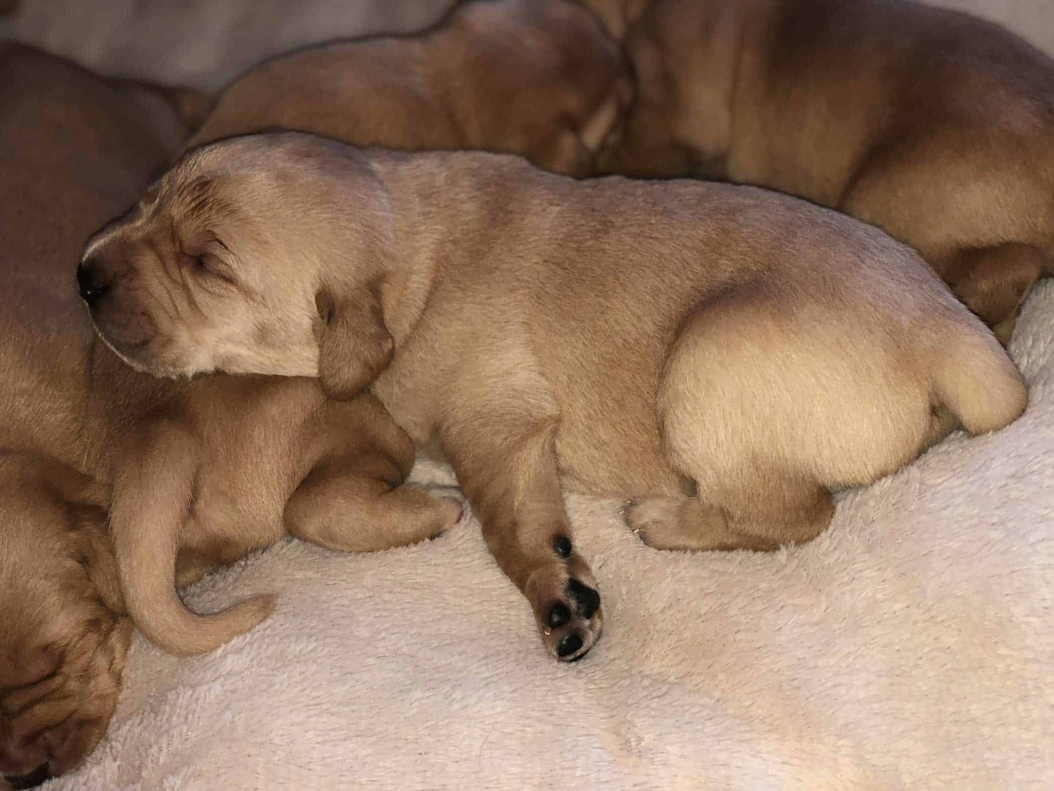 Puppies April 2018