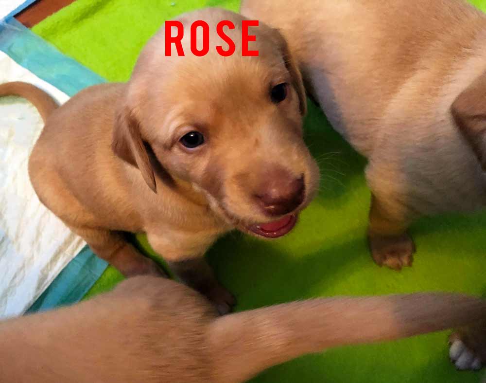 Rose May 7th