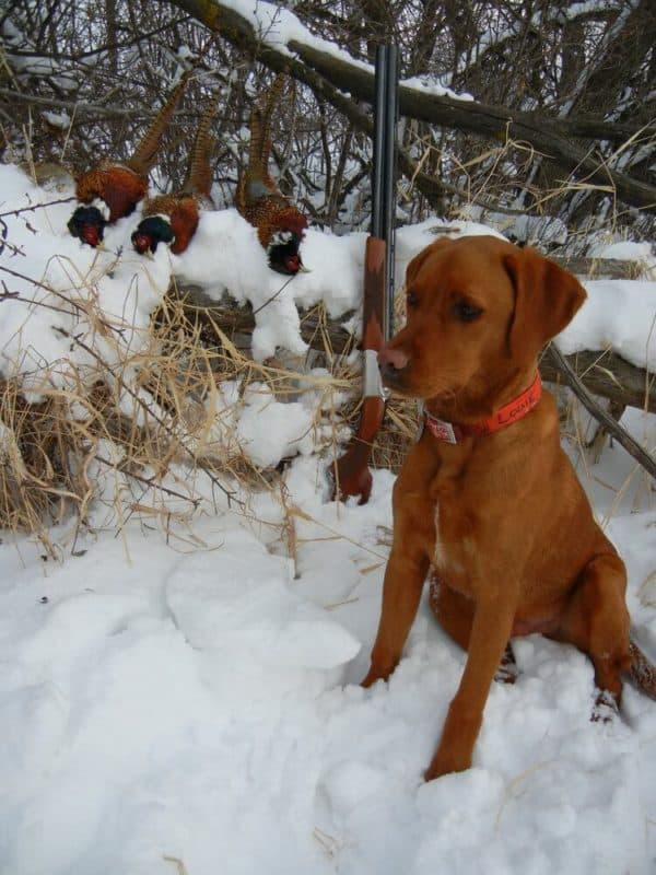 Collaboration With Iowa Red Labs Bell's Labradors