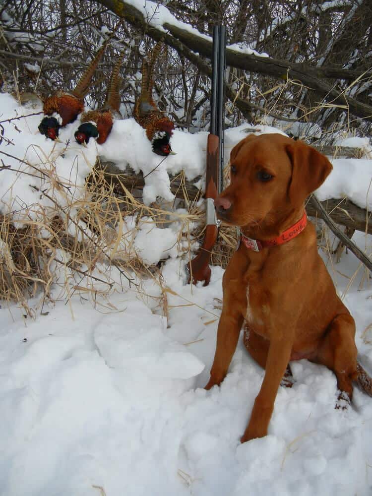 Collaboration With Iowa Red Labs Bell S Labradors