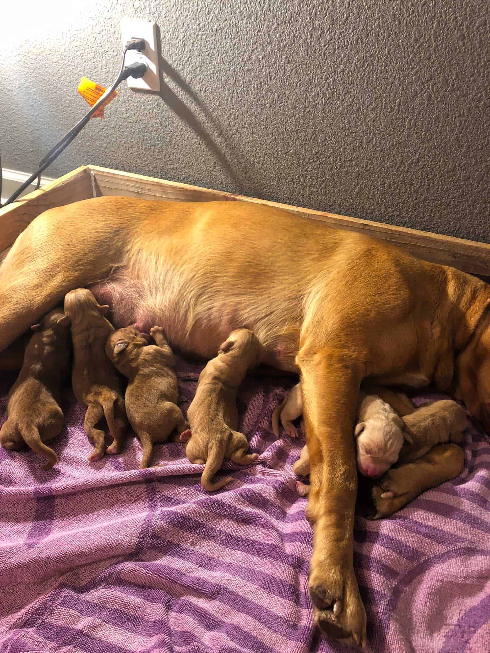 Clara's First Litter