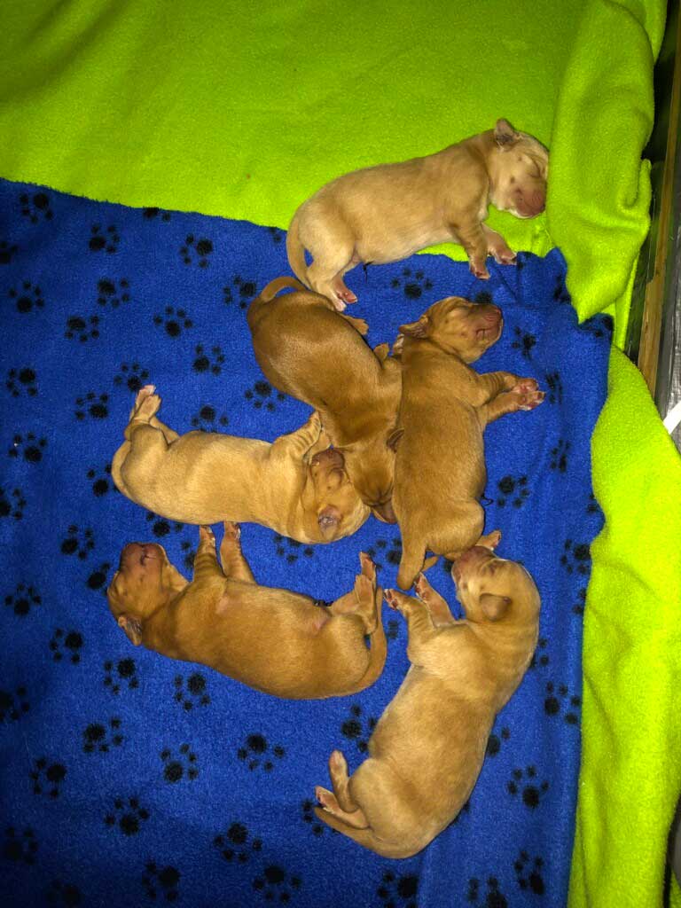 Clara's pups on their heating pads.