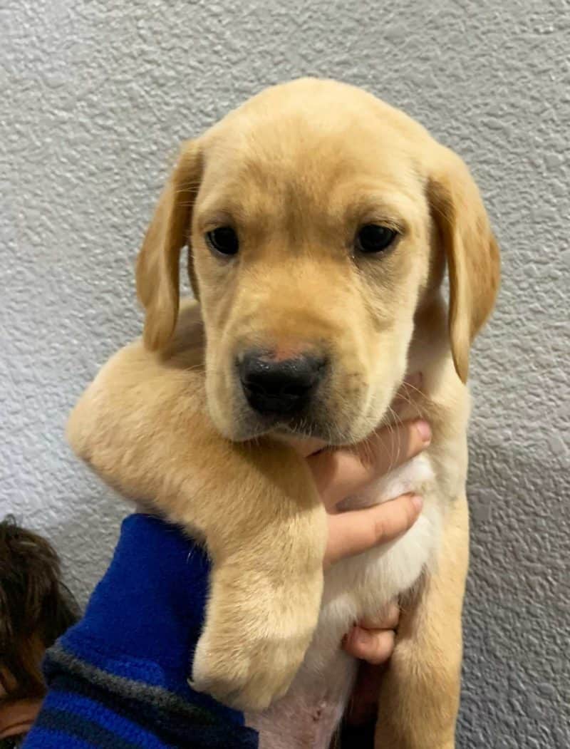 Bell's Labradors Purebred Labrador Retrievers