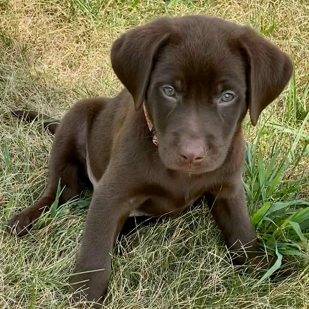 Chocolate
