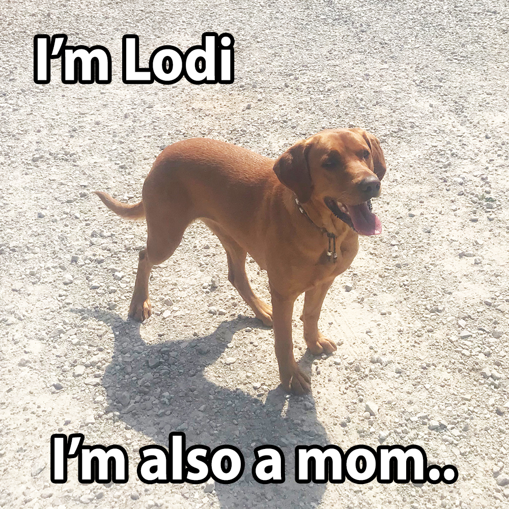 Lodi