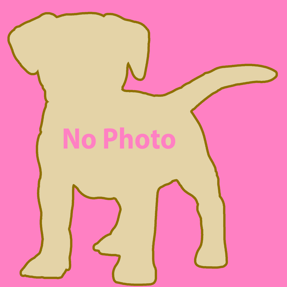 NoPhotoFermaleYellow