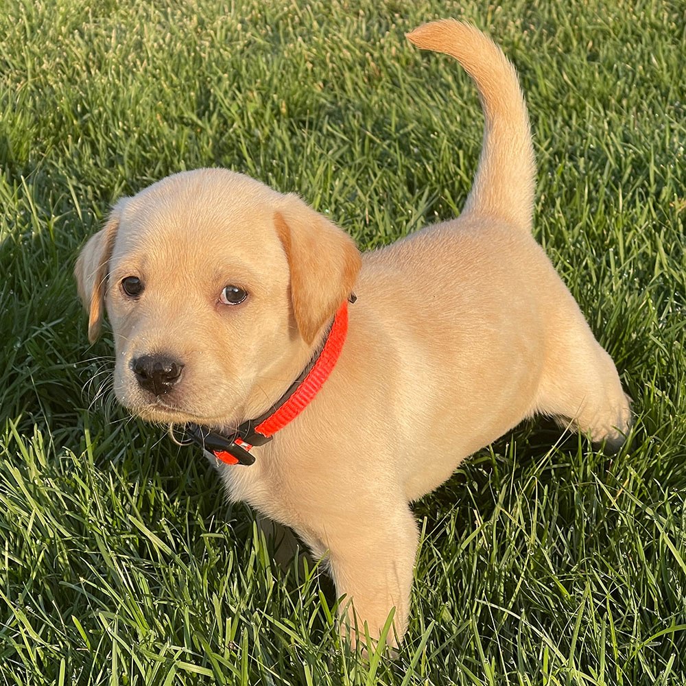 Puppy2