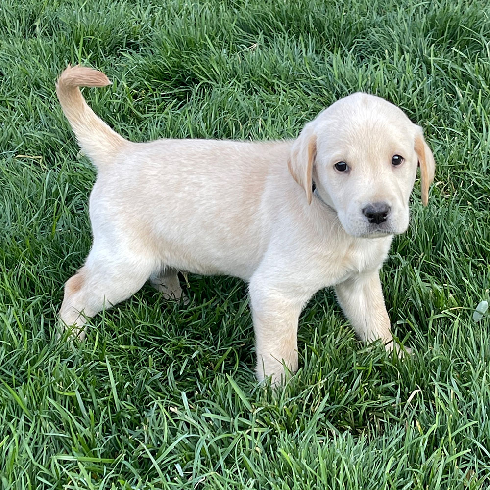 Puppy3