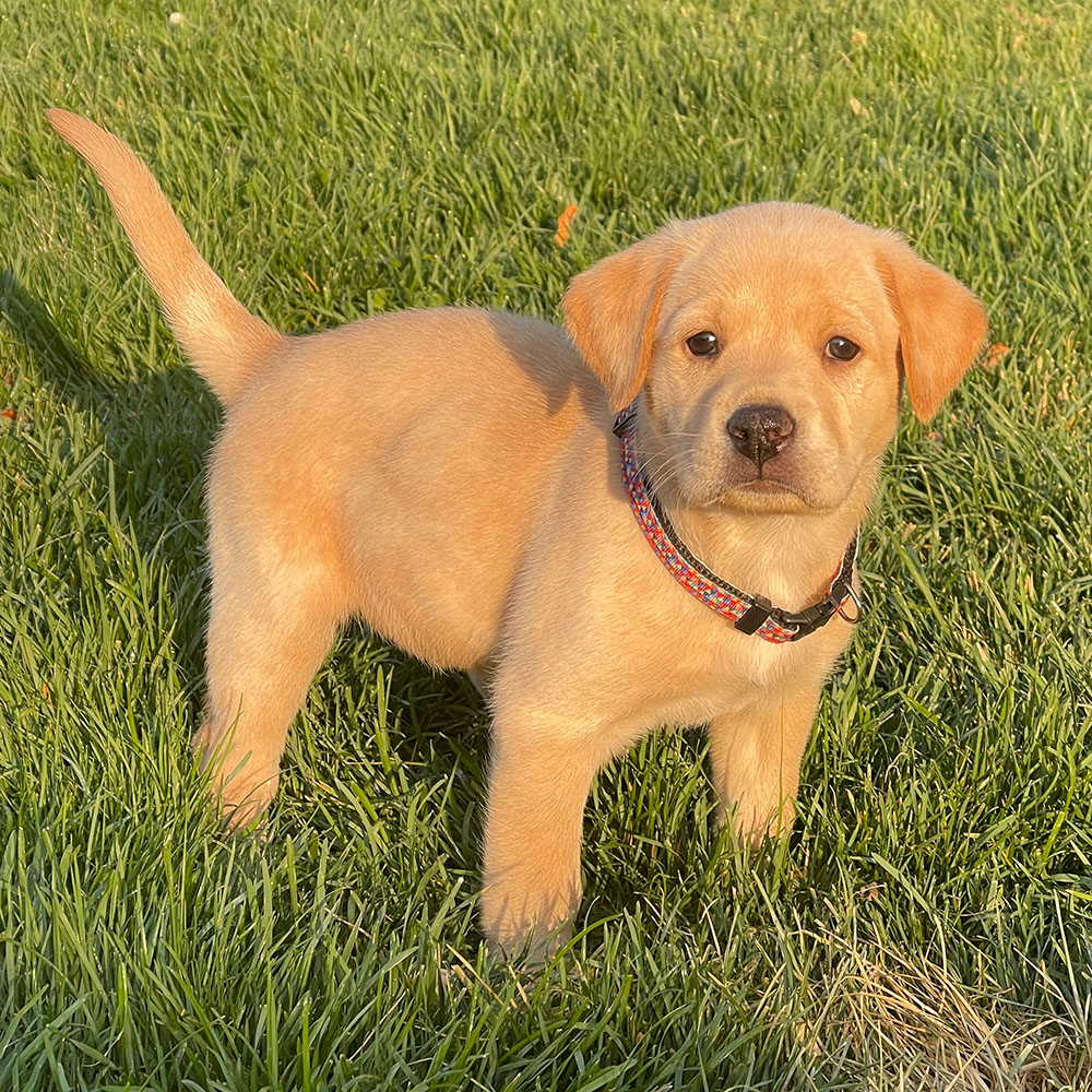 Puppy4