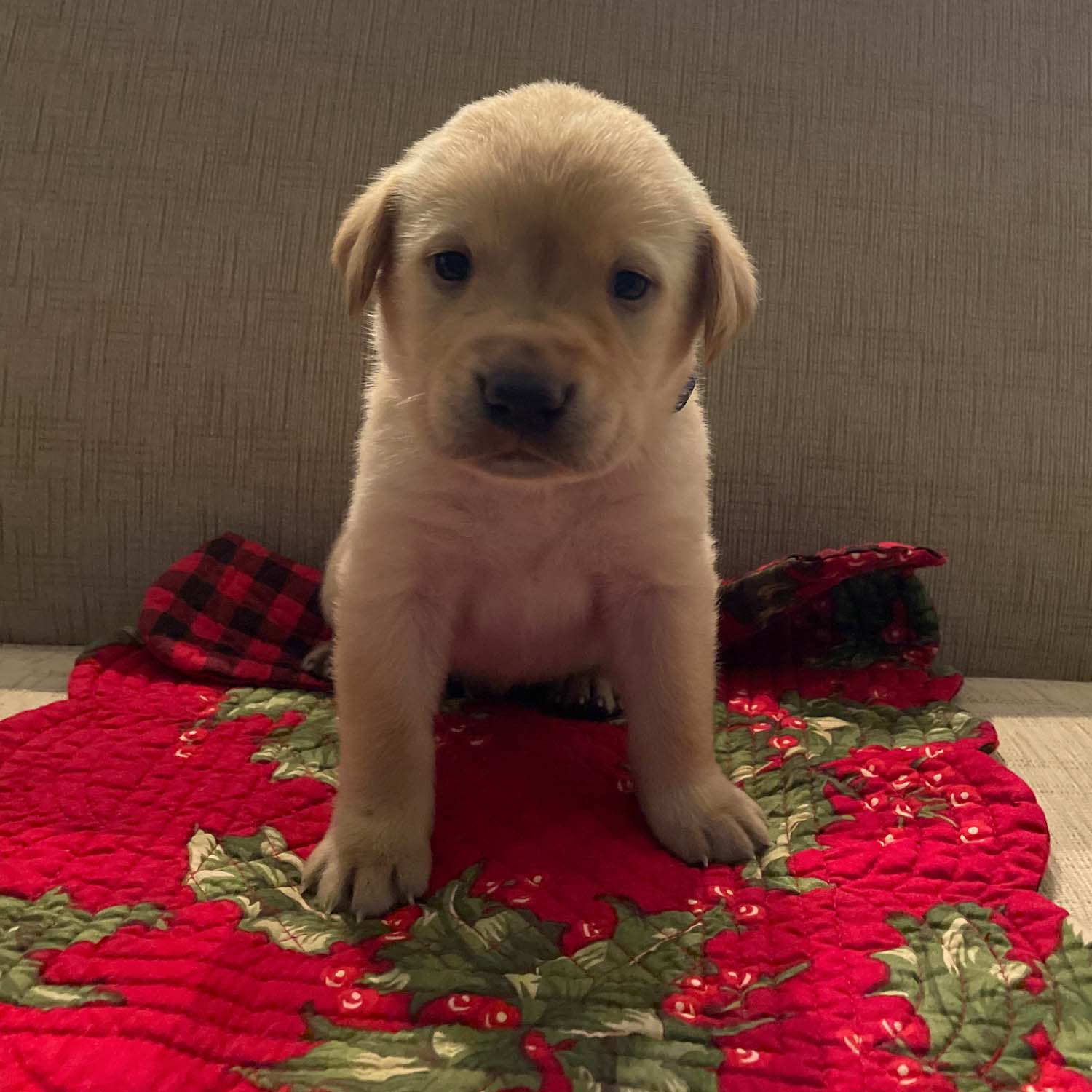 Bell S Labradors Purebred Labrador Retrievers