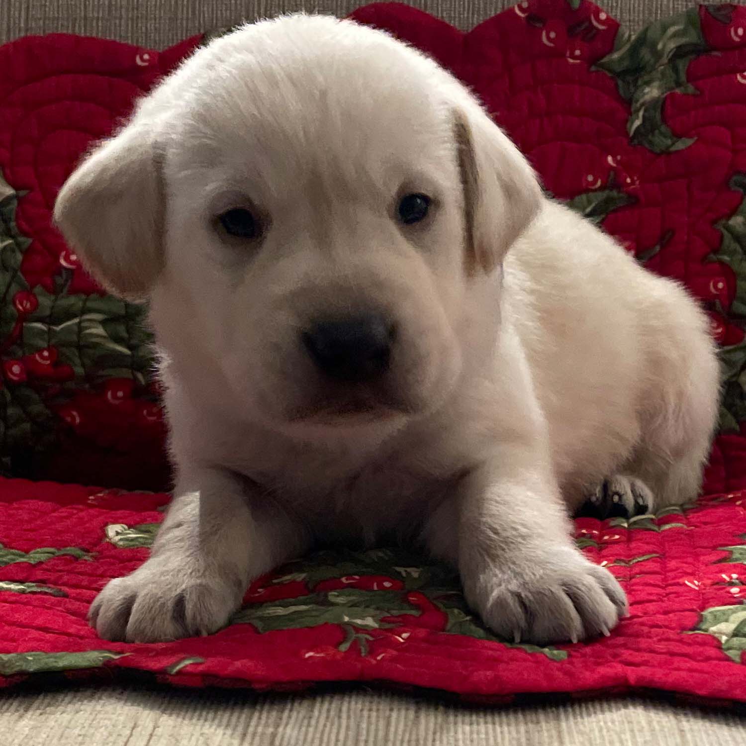 Bell S Labradors Purebred Labrador Retrievers