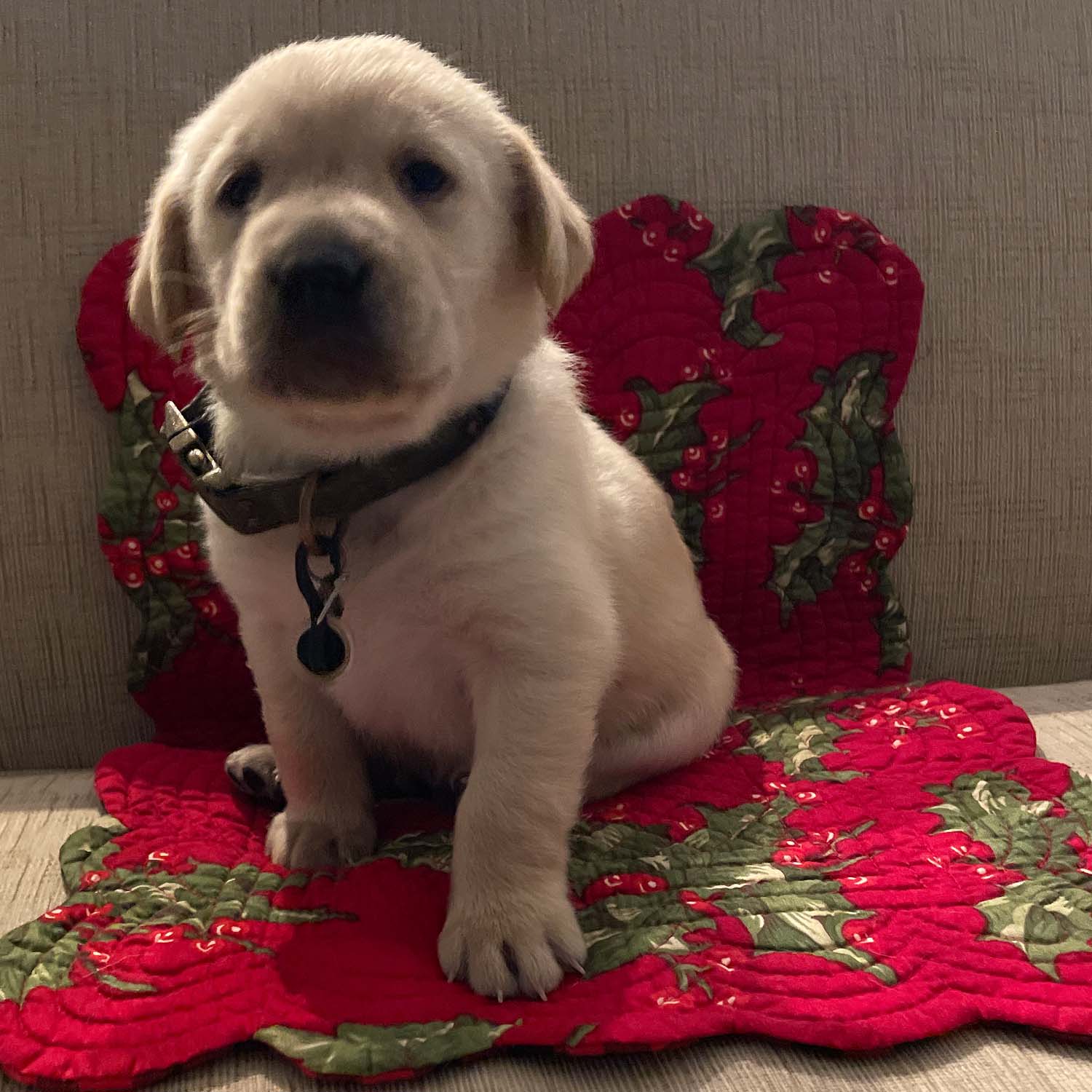 Bell S Labradors Purebred Labrador Retrievers