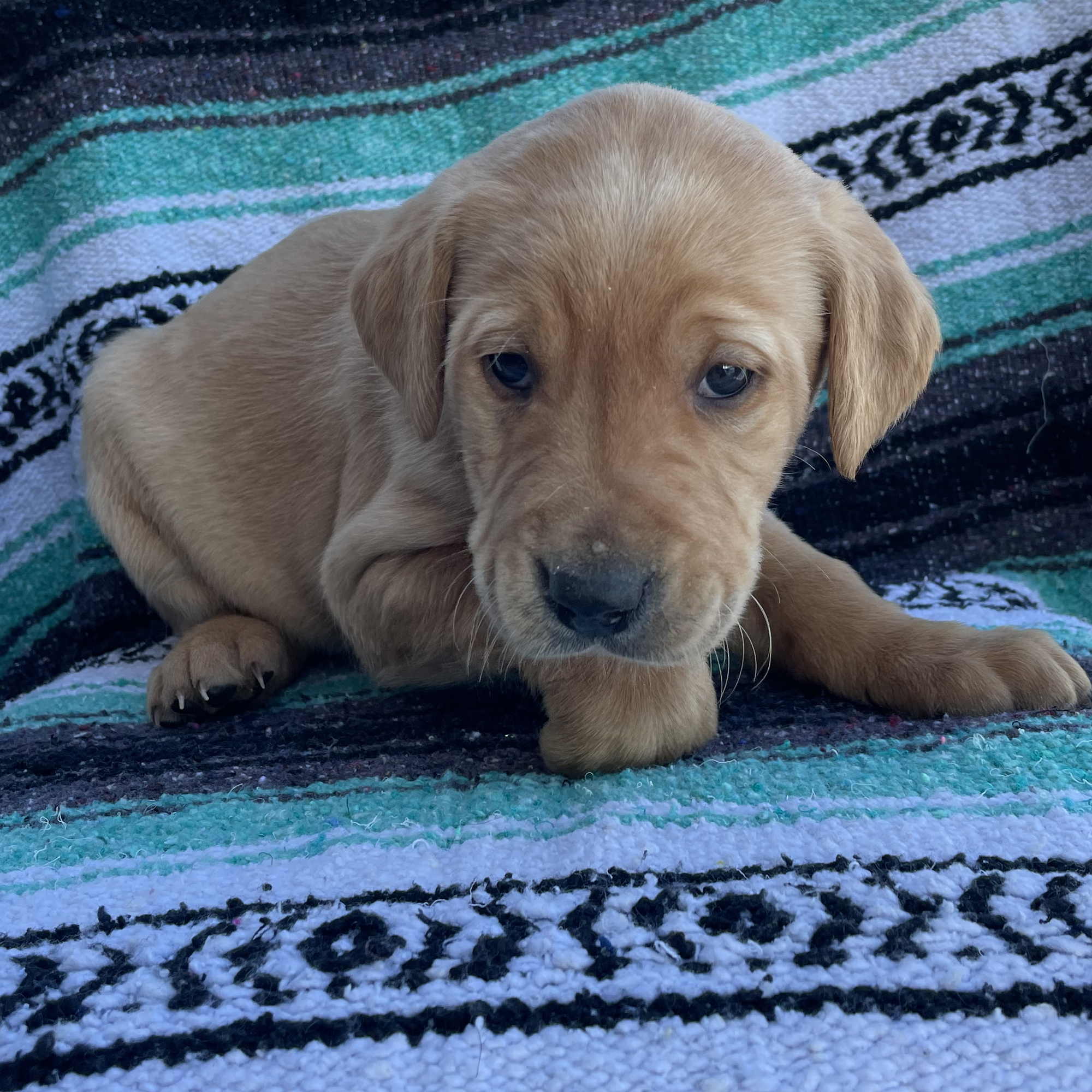 Bell S Labradors Purebred Labrador Retrievers