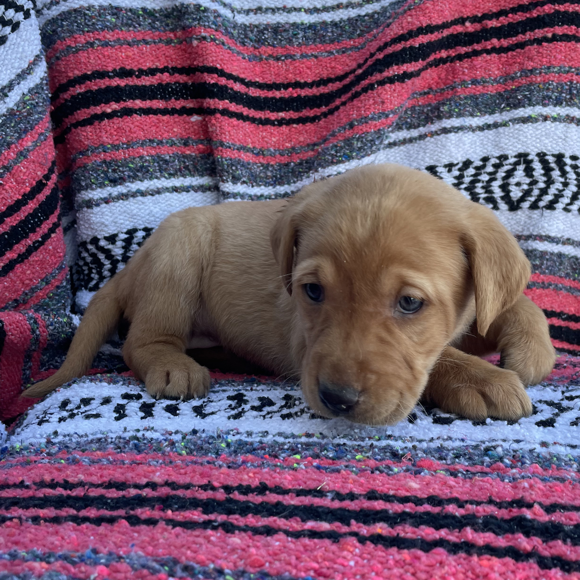 Bell S Labradors Purebred Labrador Retrievers