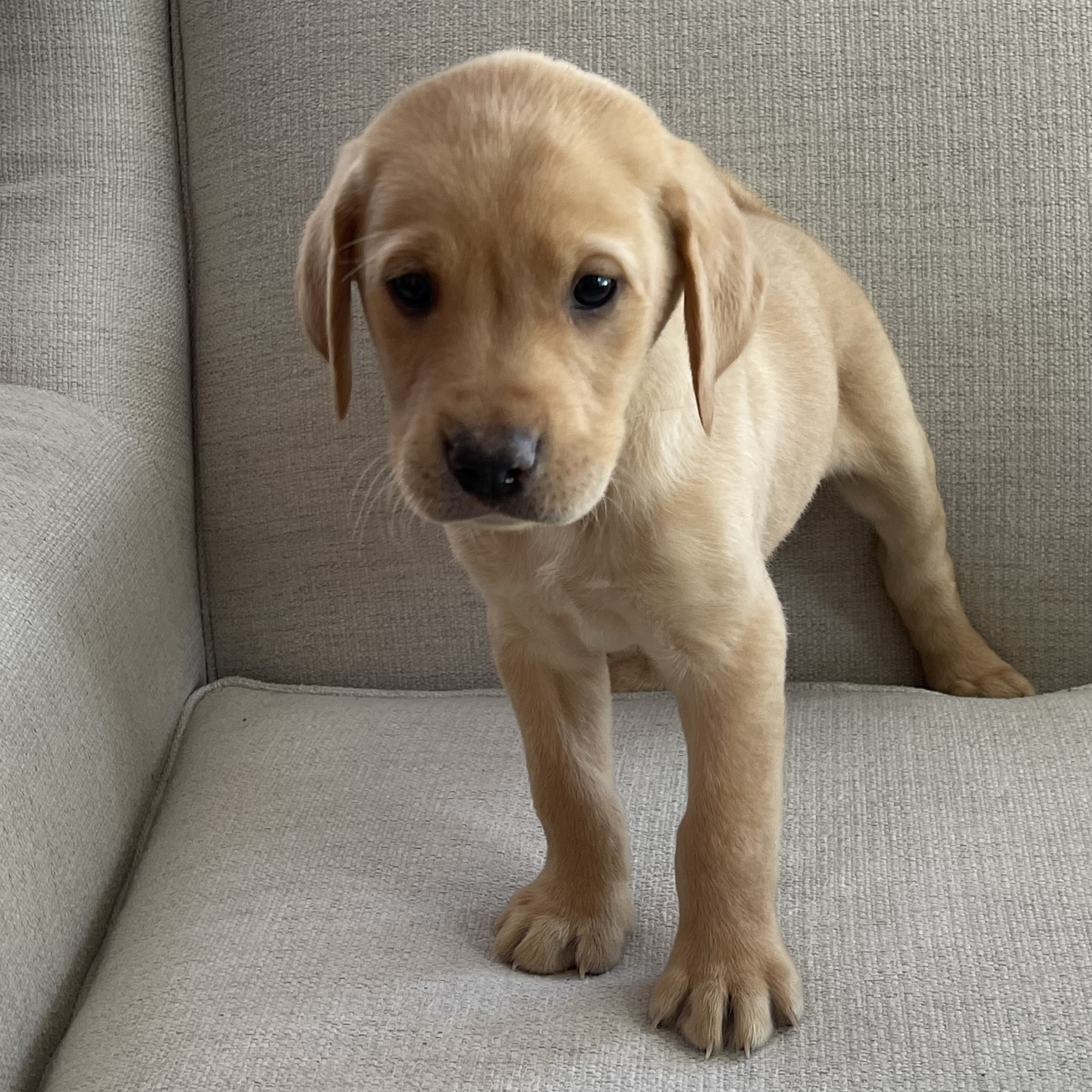 Bell S Labradors Purebred Labrador Retrievers