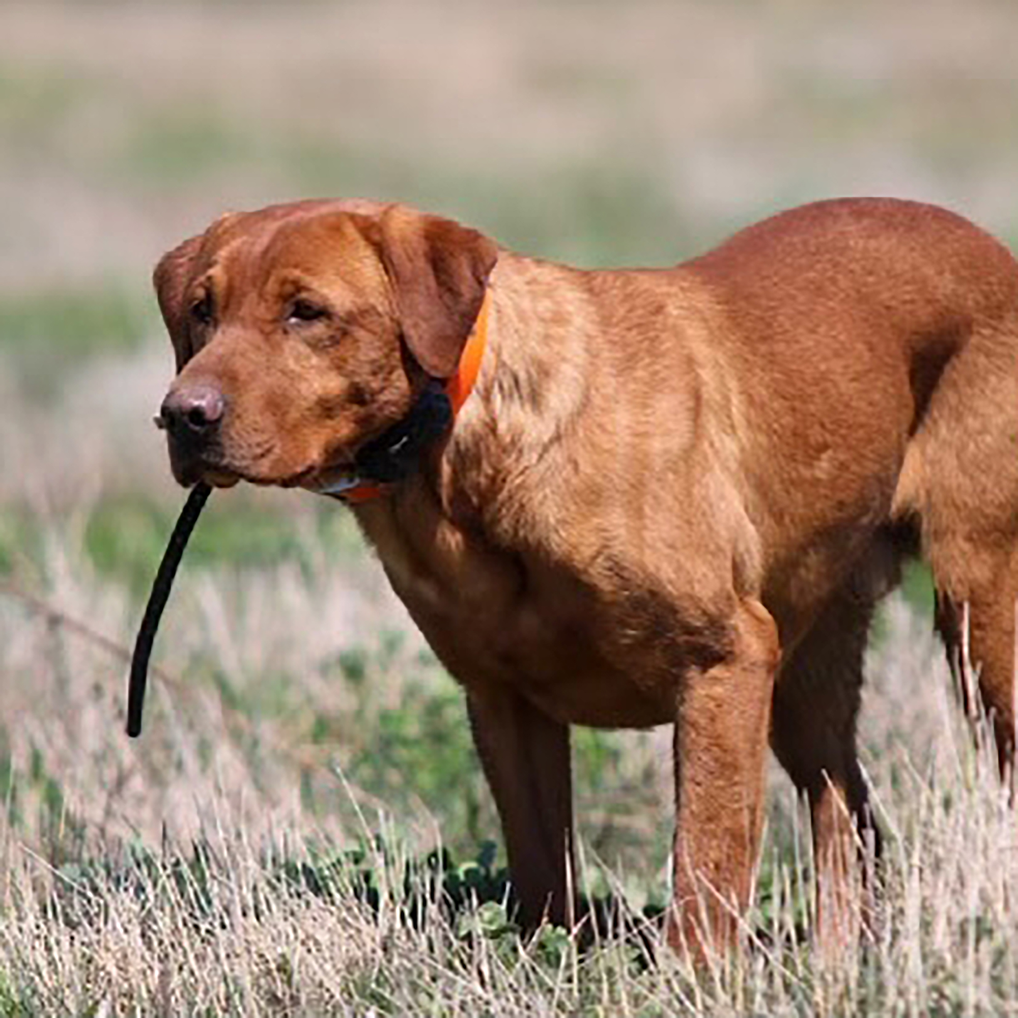 Yukon