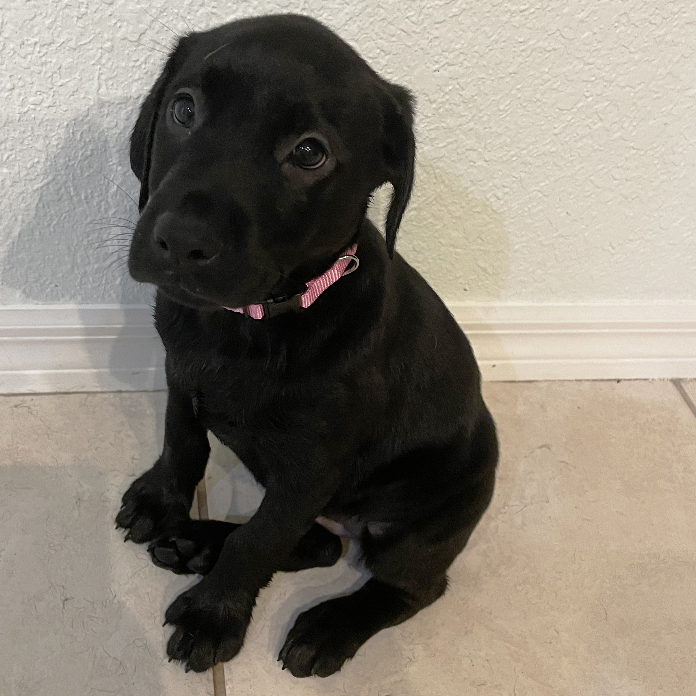 AVAIL – Female2PinkCollar