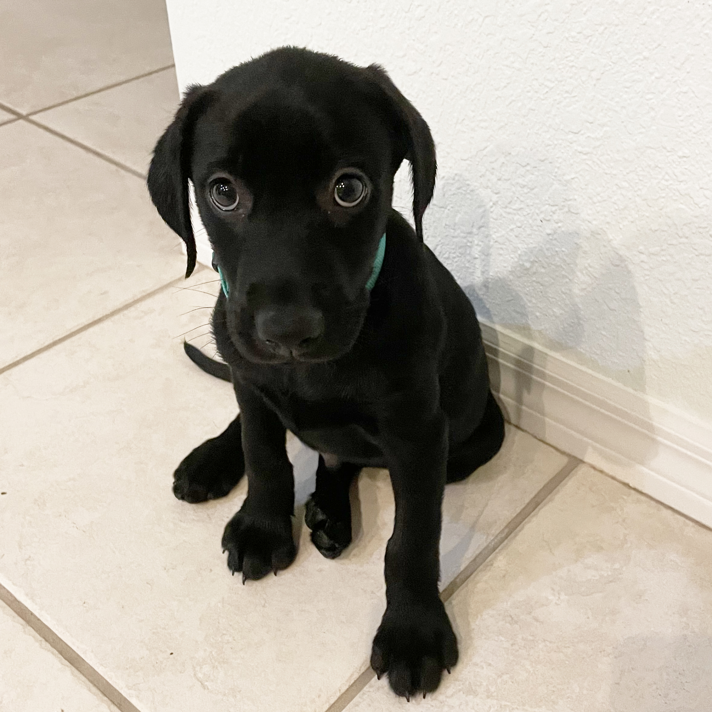 AVAIL – Male2