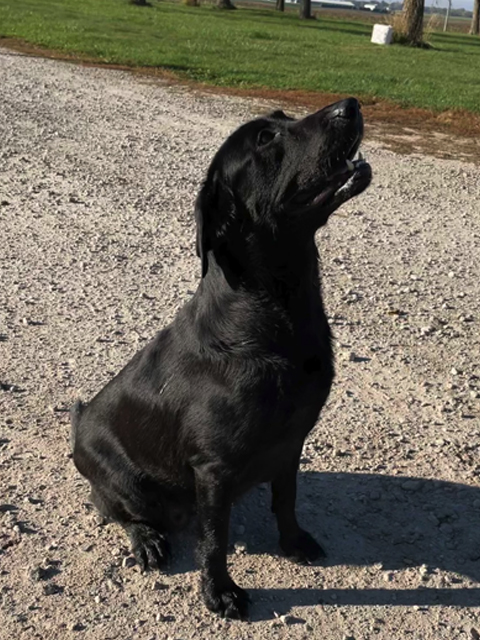 Bell's Labradors – Purebred Labrador Retrievers