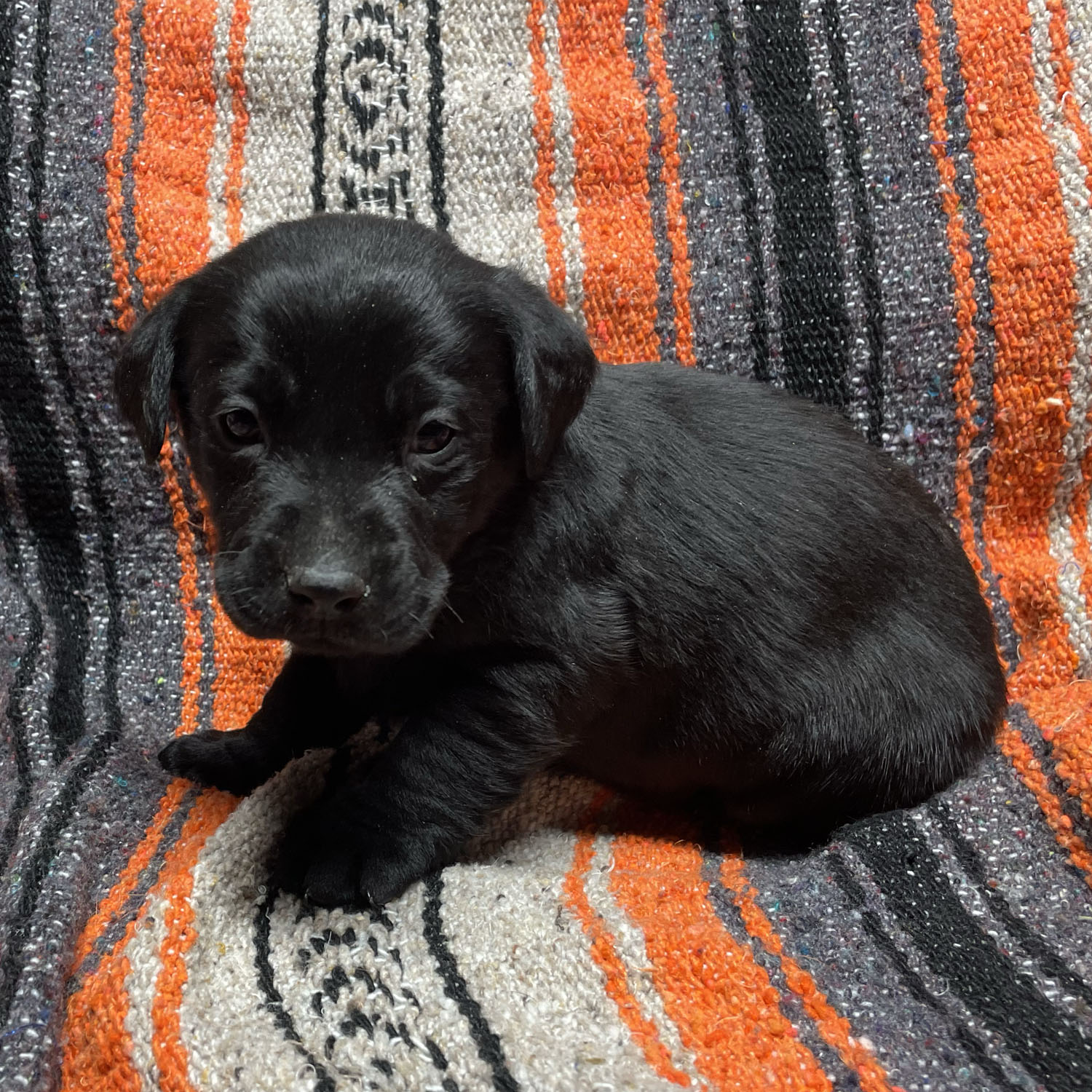 Kona
