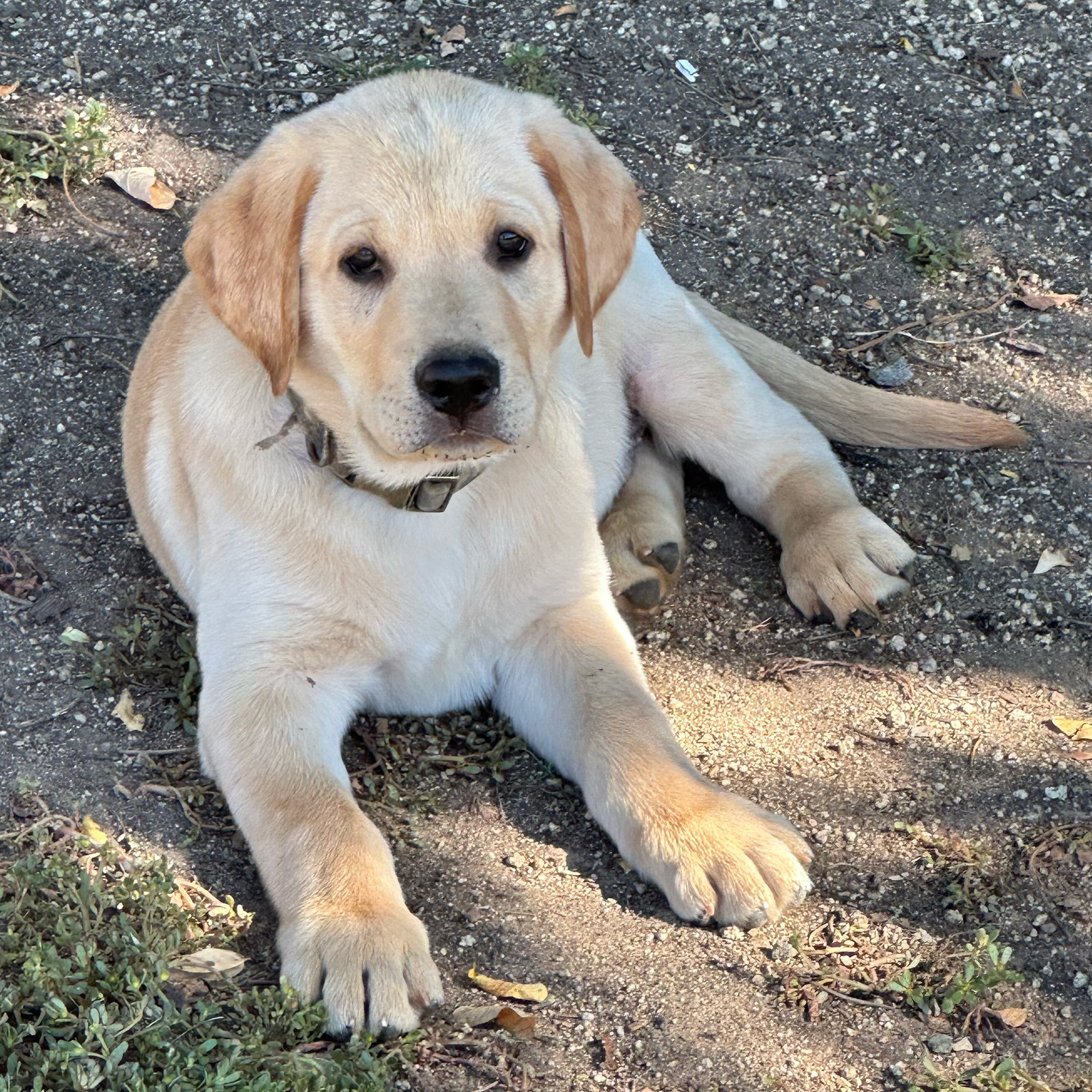 Charlie3