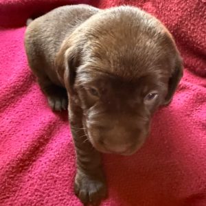 Cola-Purple-Female-Chocolate