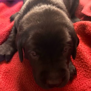 Dakota-Red-Male-Chocolate