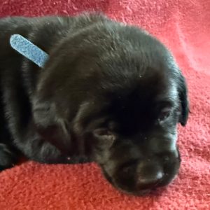 Misty-Blue-Female-Black