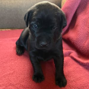 Moose-Green-Male-Black