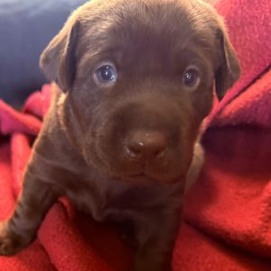 Stormy-Orange-Male-Chocolte