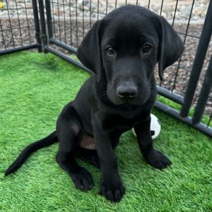 Cash-LightBlue-Male-Black4