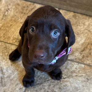 Cola-Purple-Female-Chocolate3