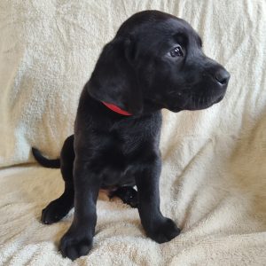 Dakota-Red-Male-Black2