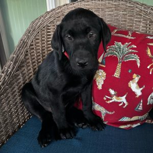 Dakota-Red-Male-Black4