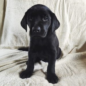 Moose-Green-Male-Black2