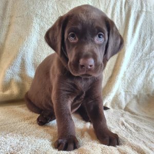 Stormy-Orange-Male-Chocolte2