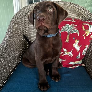 Stormy-Orange-Male-Chocolte4