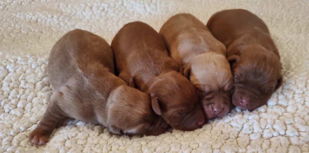 Puppies