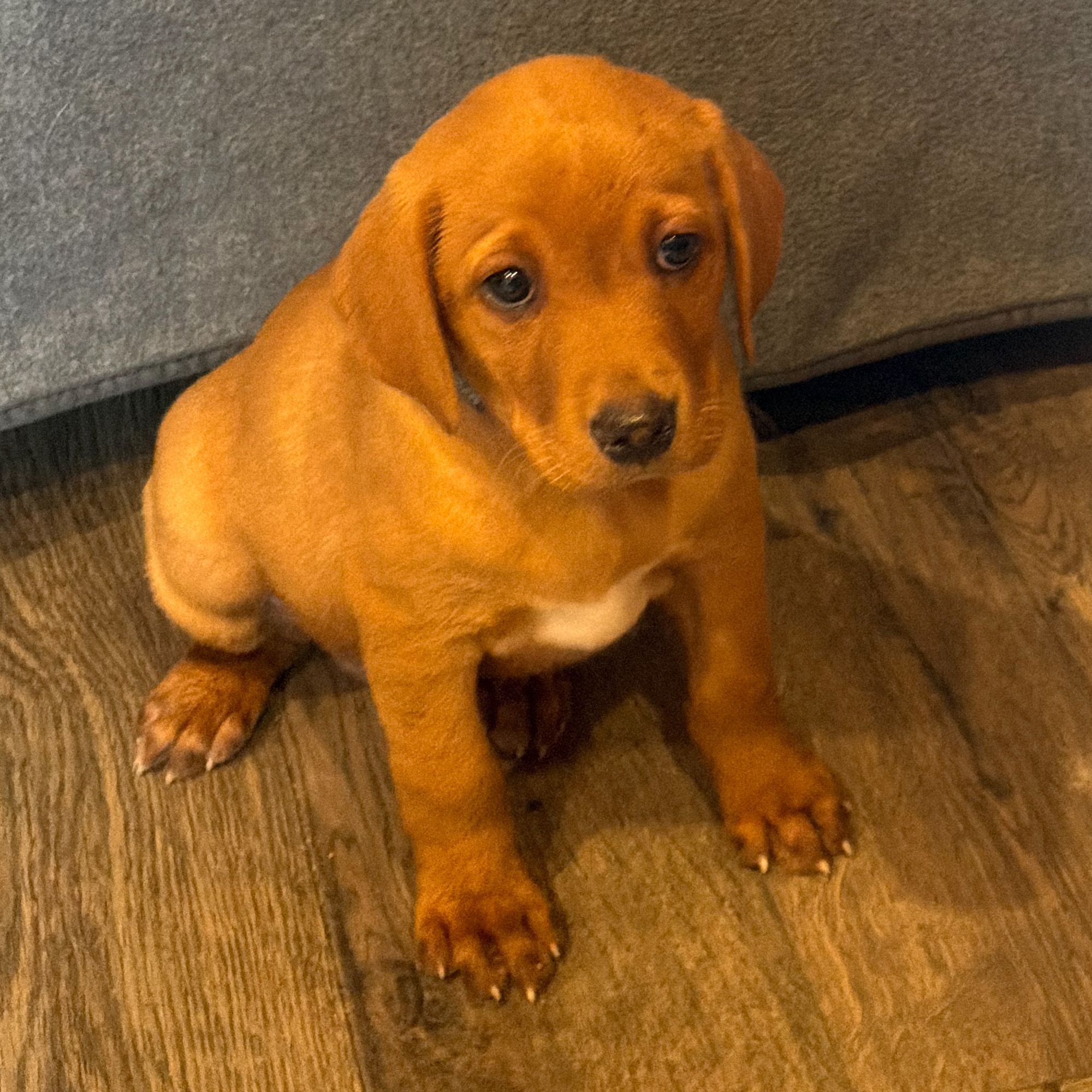 AmberII-Female