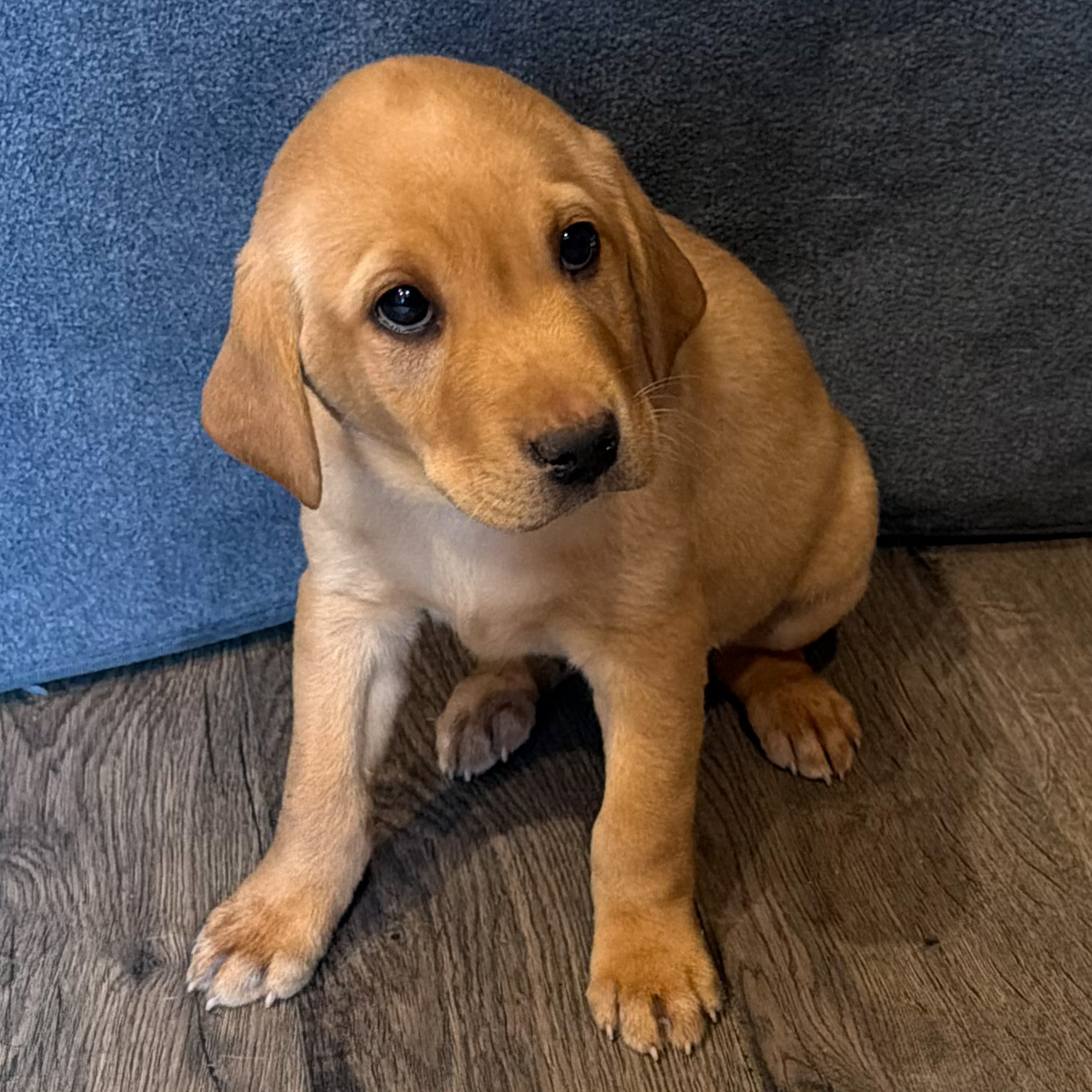 Brock – Male