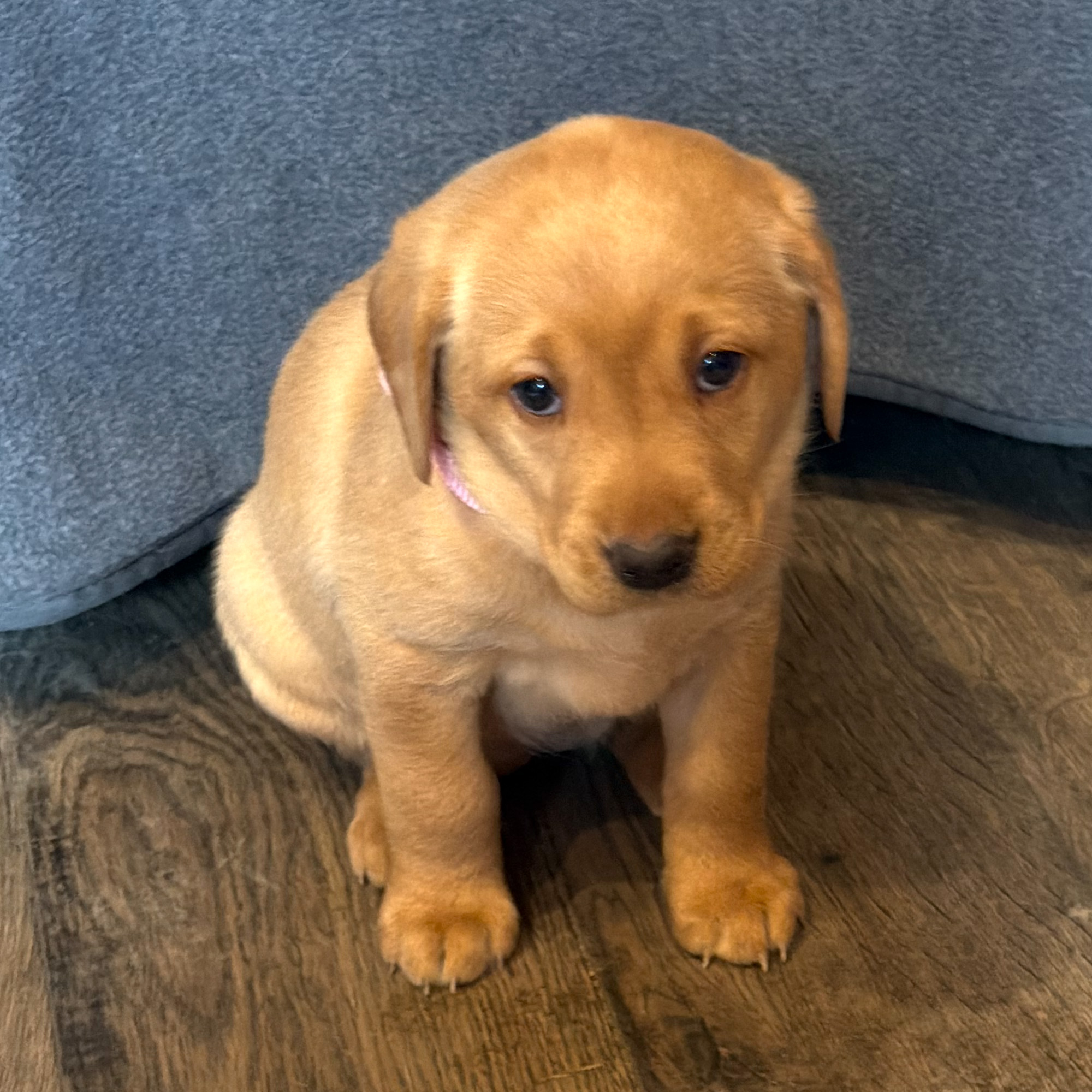 Daisy-Female