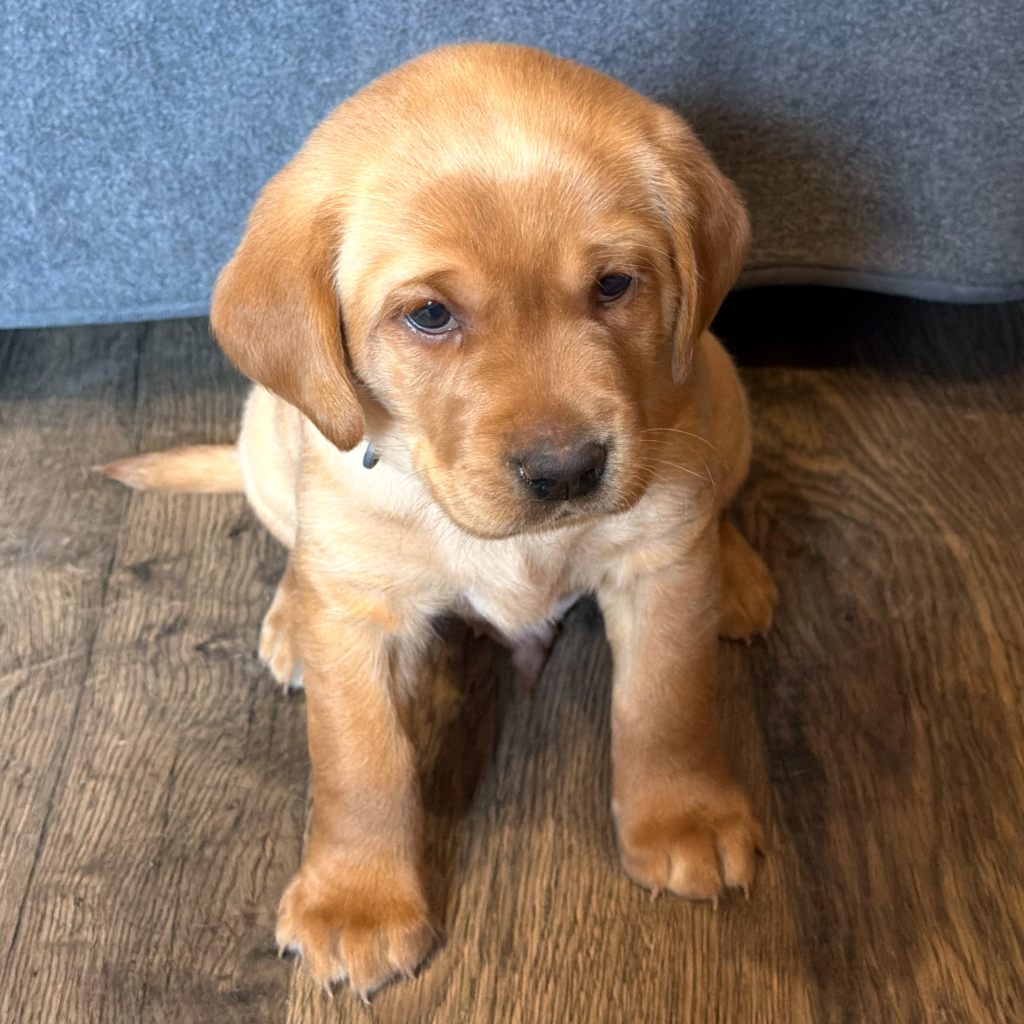 Dozer-Male