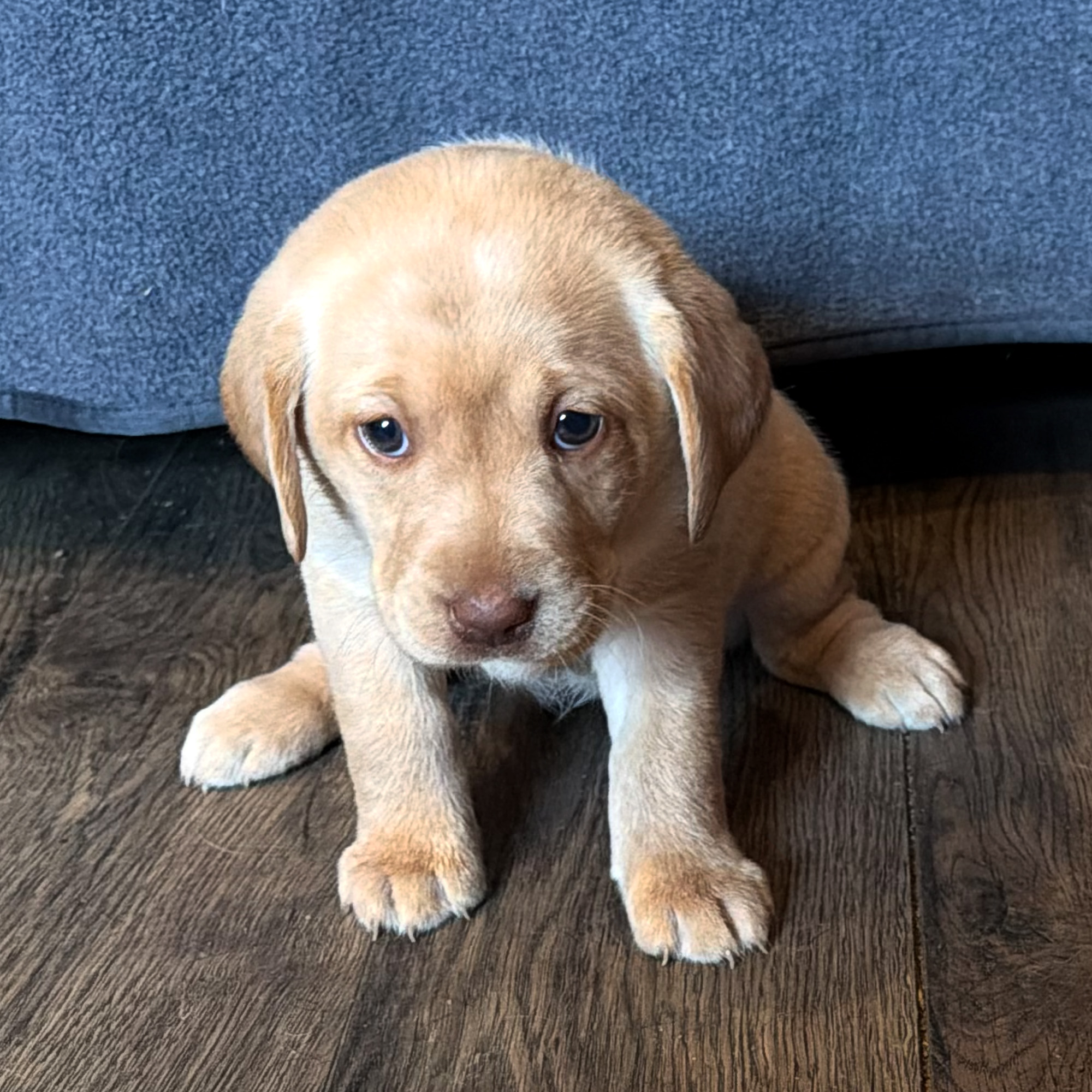 Kona-Female