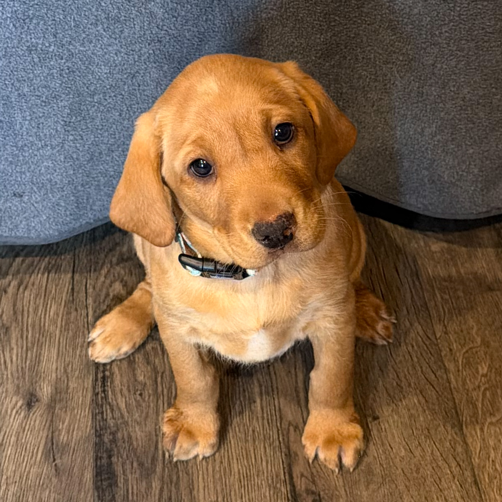 Lola-Female