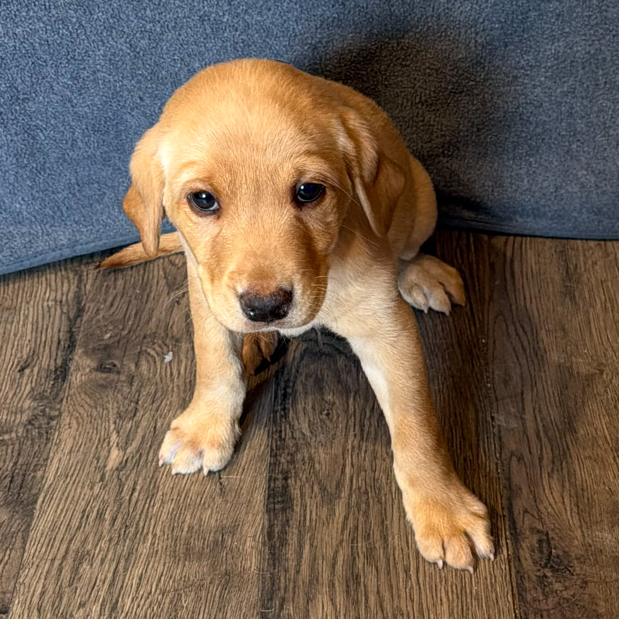 Stella-Female